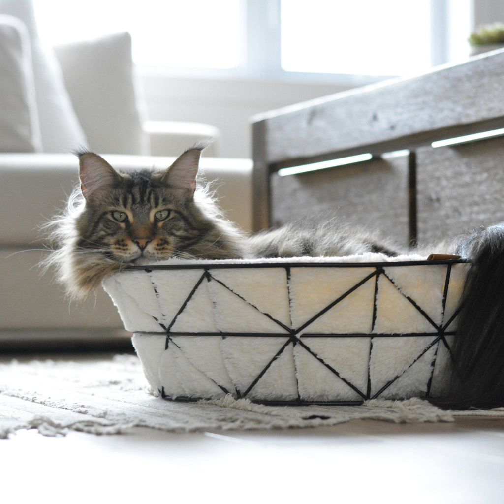 Metal Wire Cat Basket Foam Cushion
