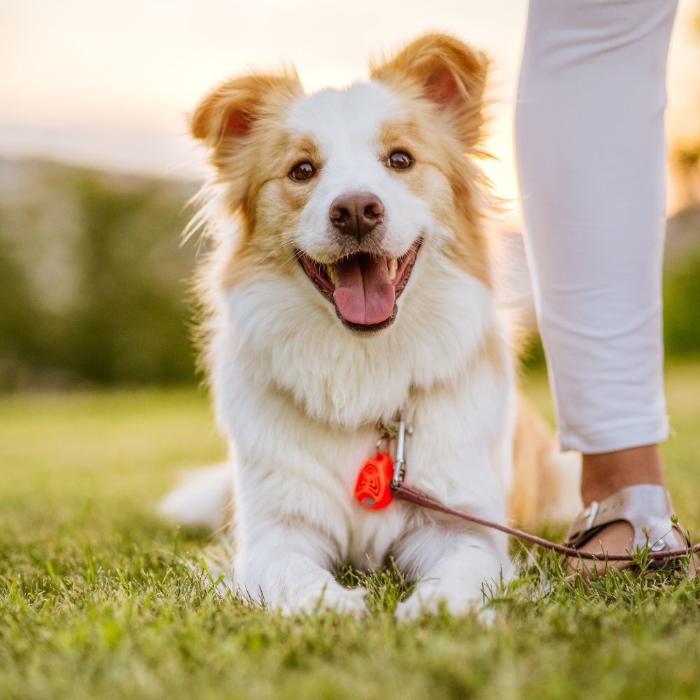 Tickless Tickless Pet | Roze Anti-Teken Apparaat voor Huisdieren