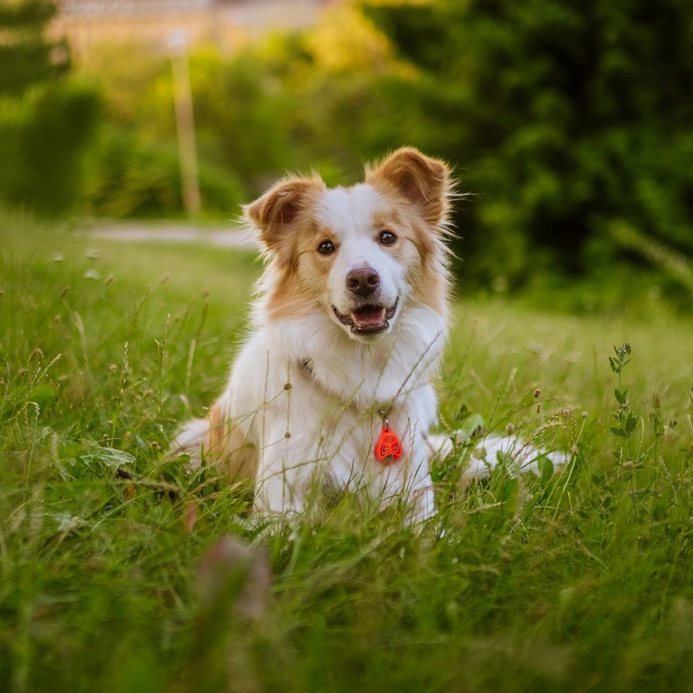 Tickless Tickless Pet | Roze Anti-Teken Apparaat voor Huisdieren