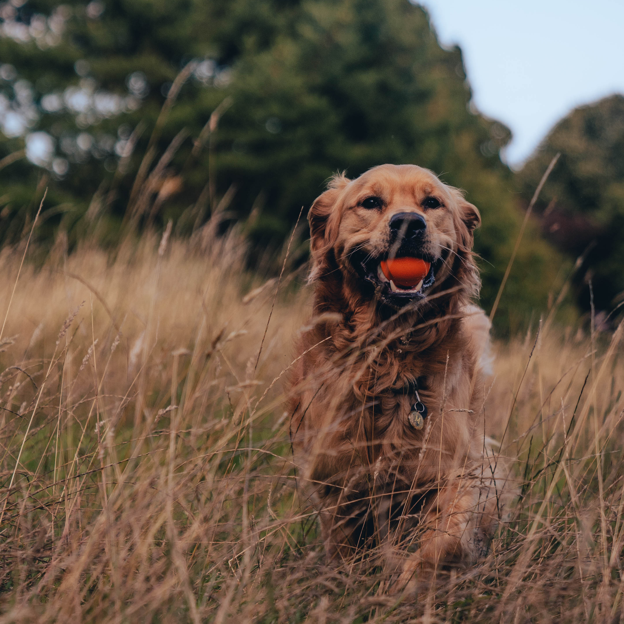 Fetch Ball - Orange