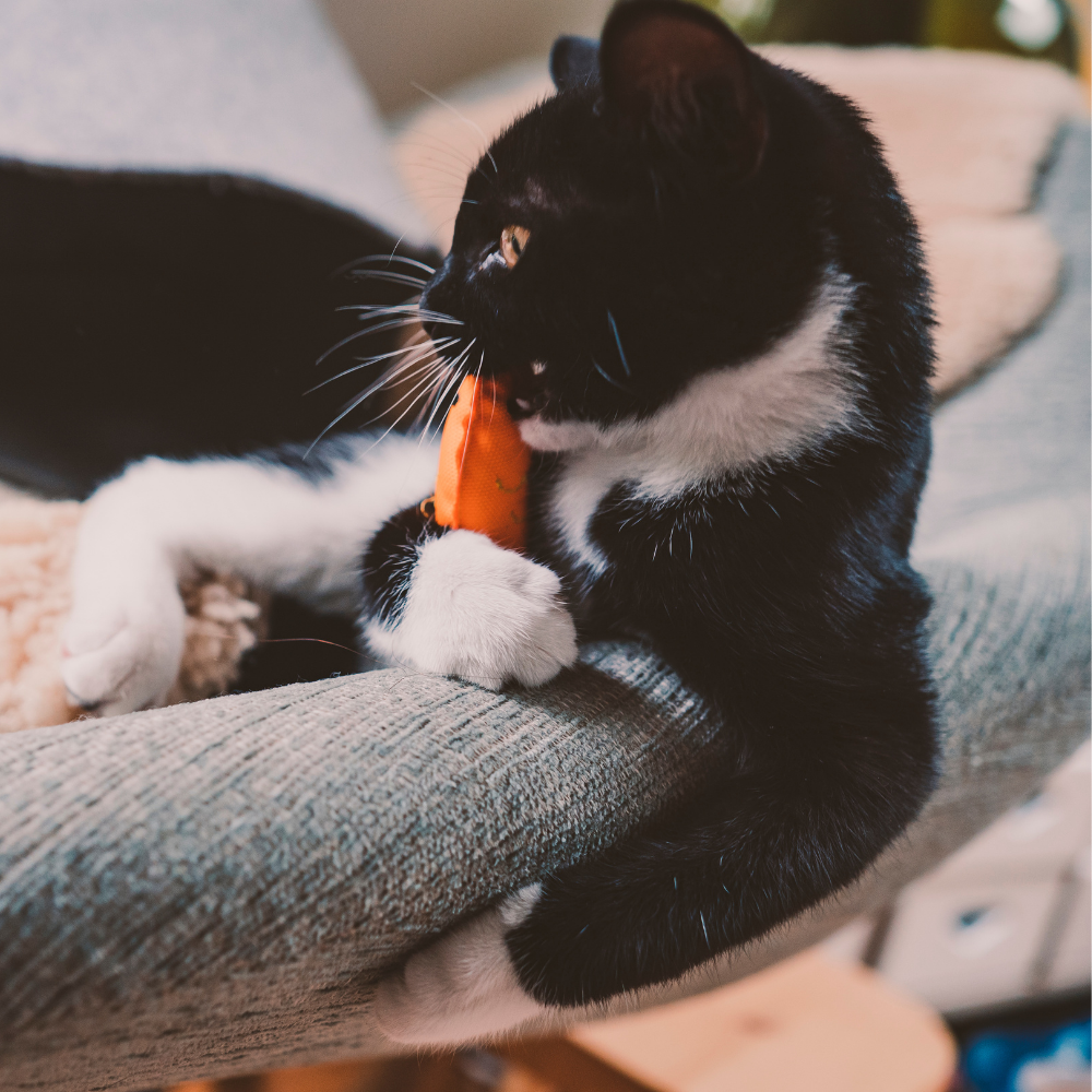 Plush Catnip Frog Toy