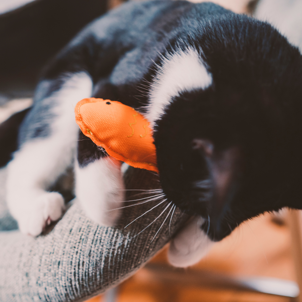 Plush Catnip Dolphin Toy
