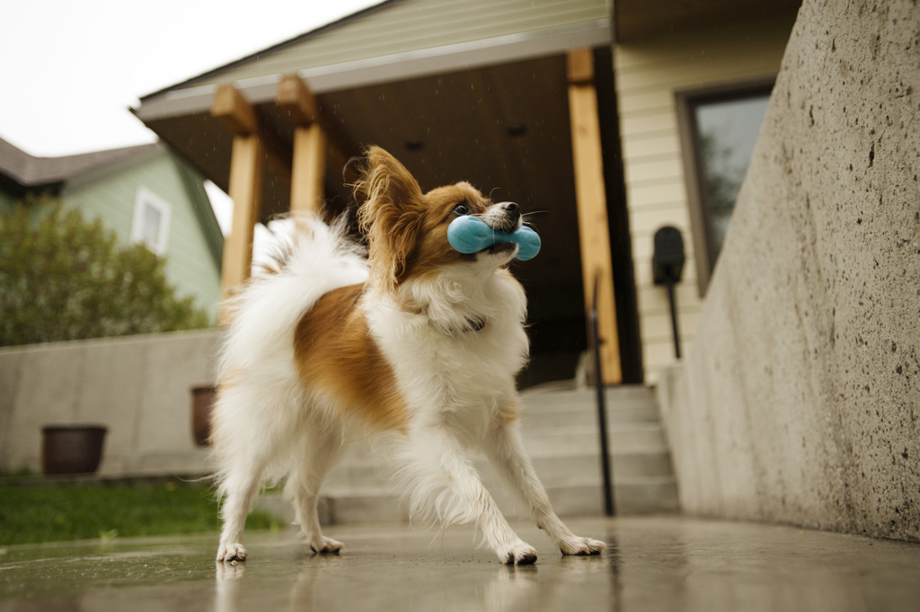 West Paw Zogoflex Hurley | Aqua Blauw, Maat Large 21 cm