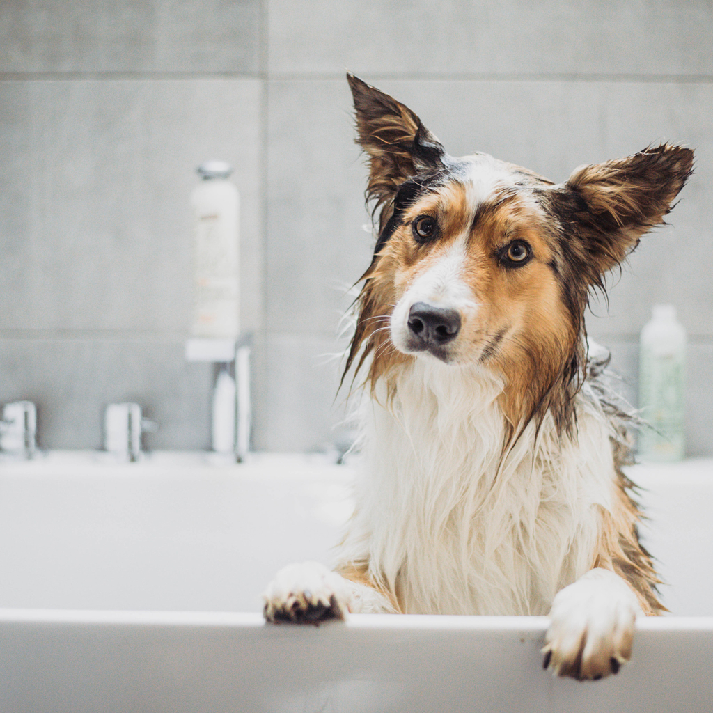 Hundeshampoo & Conditioner – 425 ml