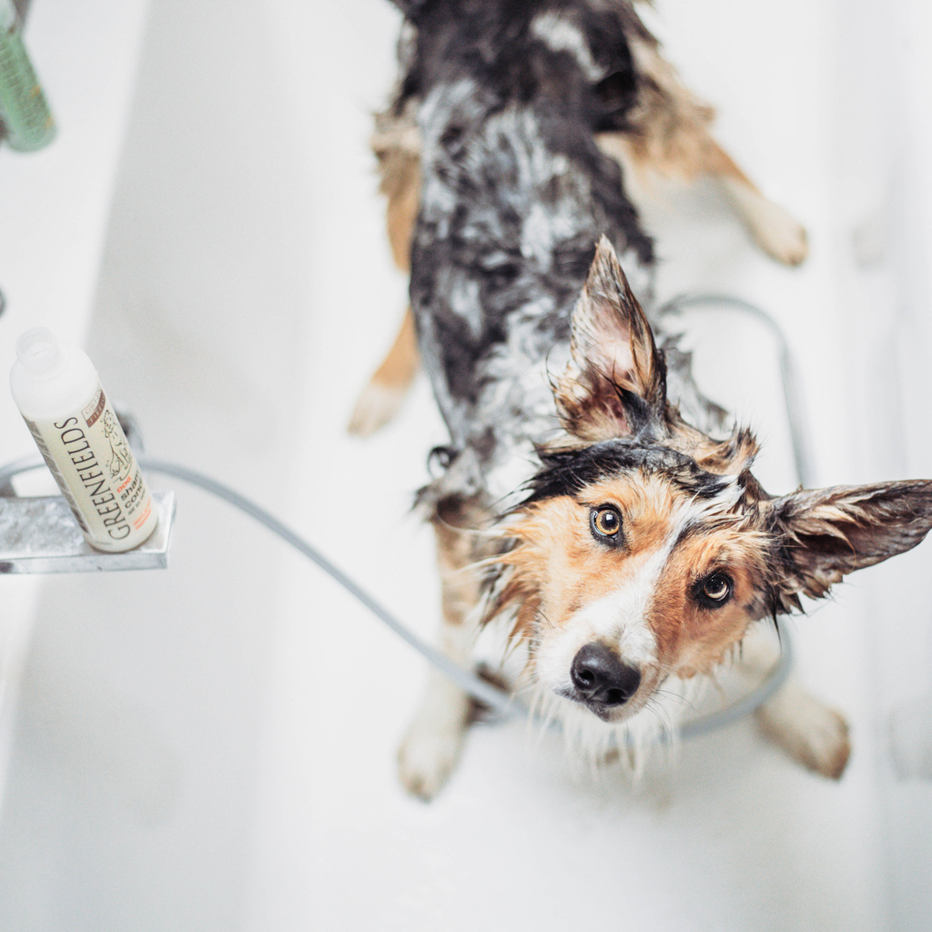 Hundeshampoo & Conditioner – 425 ml