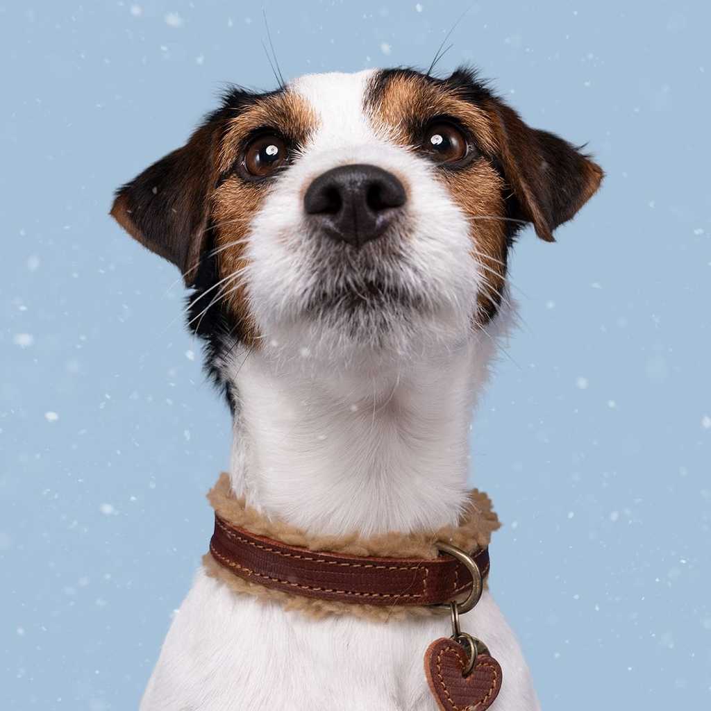 Dog With A Mission Teddy Collar