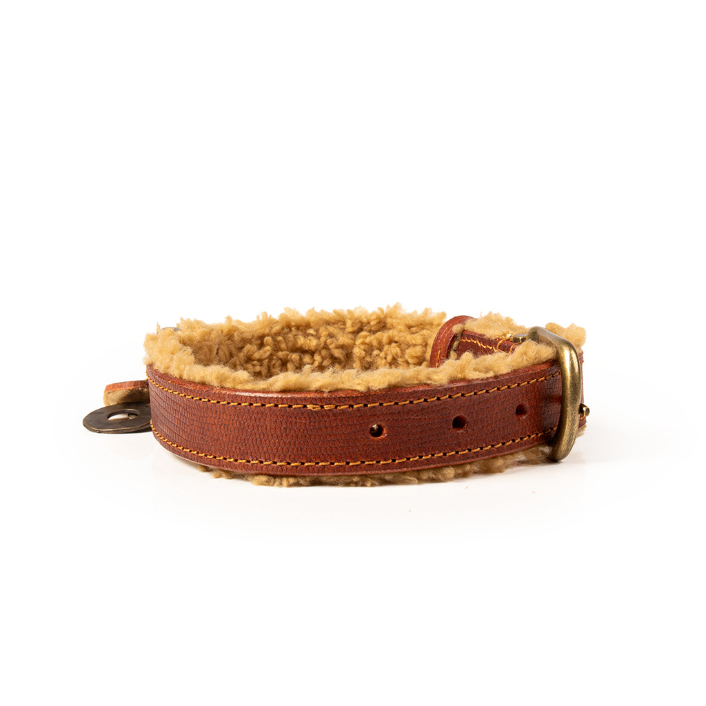 Dog With A Mission Teddy Collar