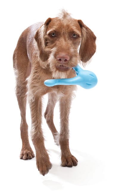 Zogoflex Tizzi – Aqua Blau / Large – 18 cm
