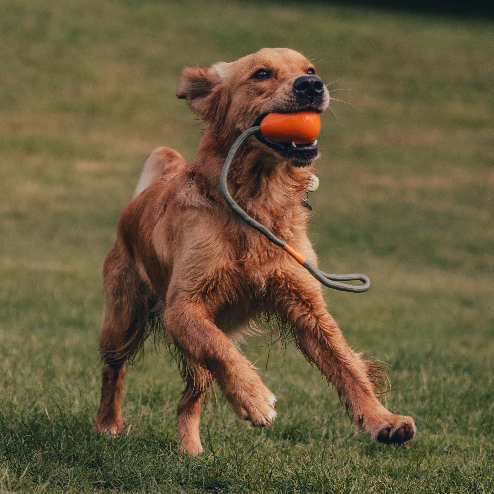 Slinger Pebble – Orange