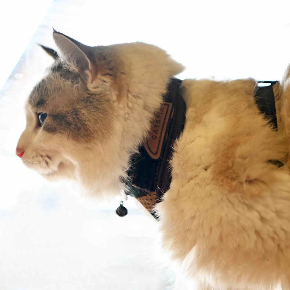 Catspia Harness for Cats