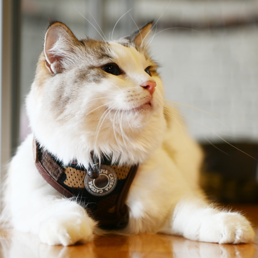 Catspia Harness for Cats