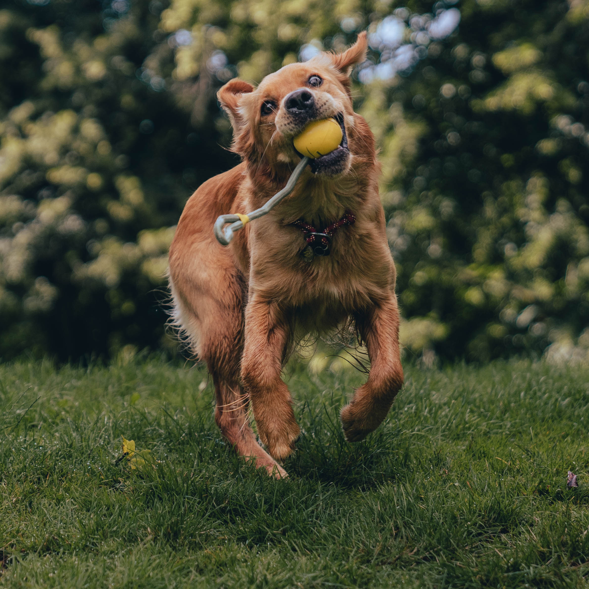 Slinger Ball – Orange