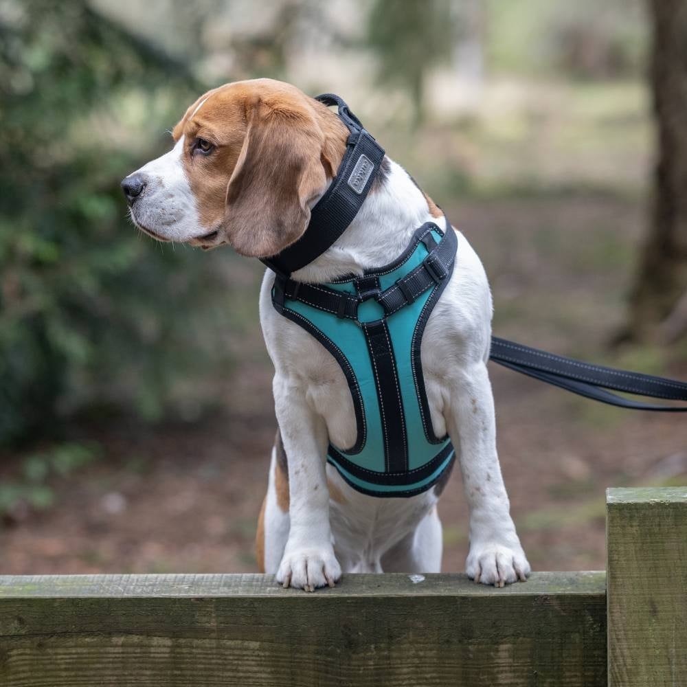 Rukka Solid Harness | Zwart, Maat XS (42-50 cm)