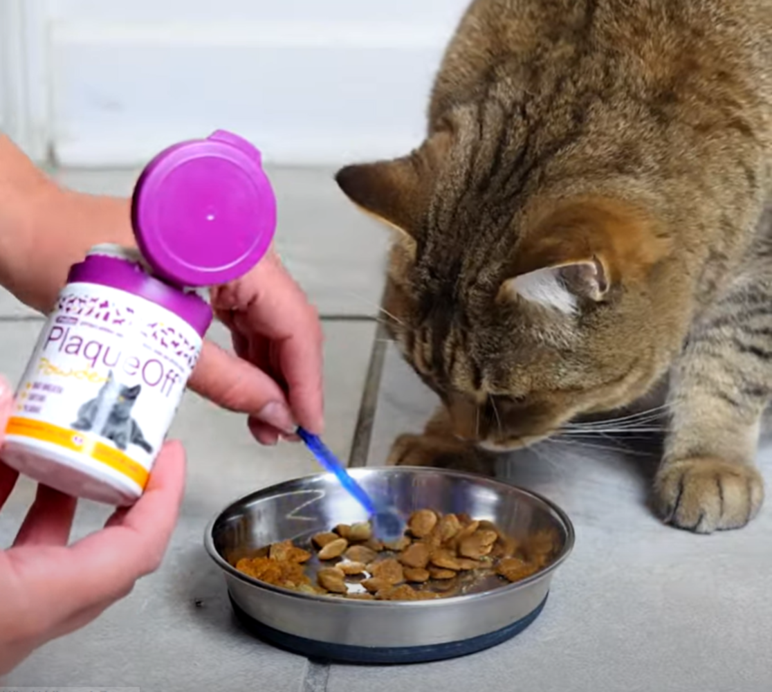 ProDen PlaqueOff Poeder voor Katten - 40g – Natuurlijke Tandverzorging