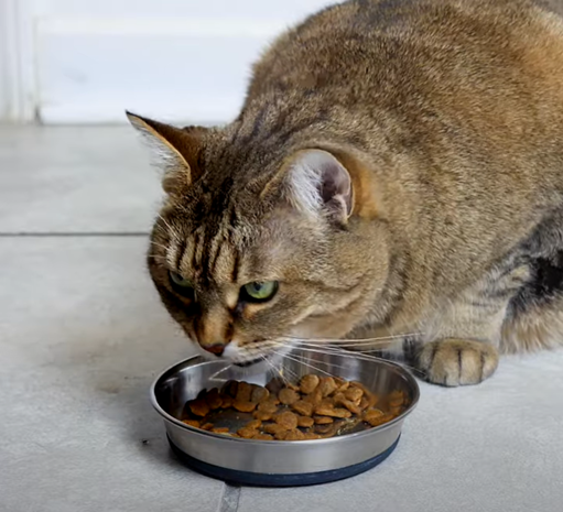 ProDen PlaqueOff Poeder voor Katten - 40g – Natuurlijke Tandverzorging