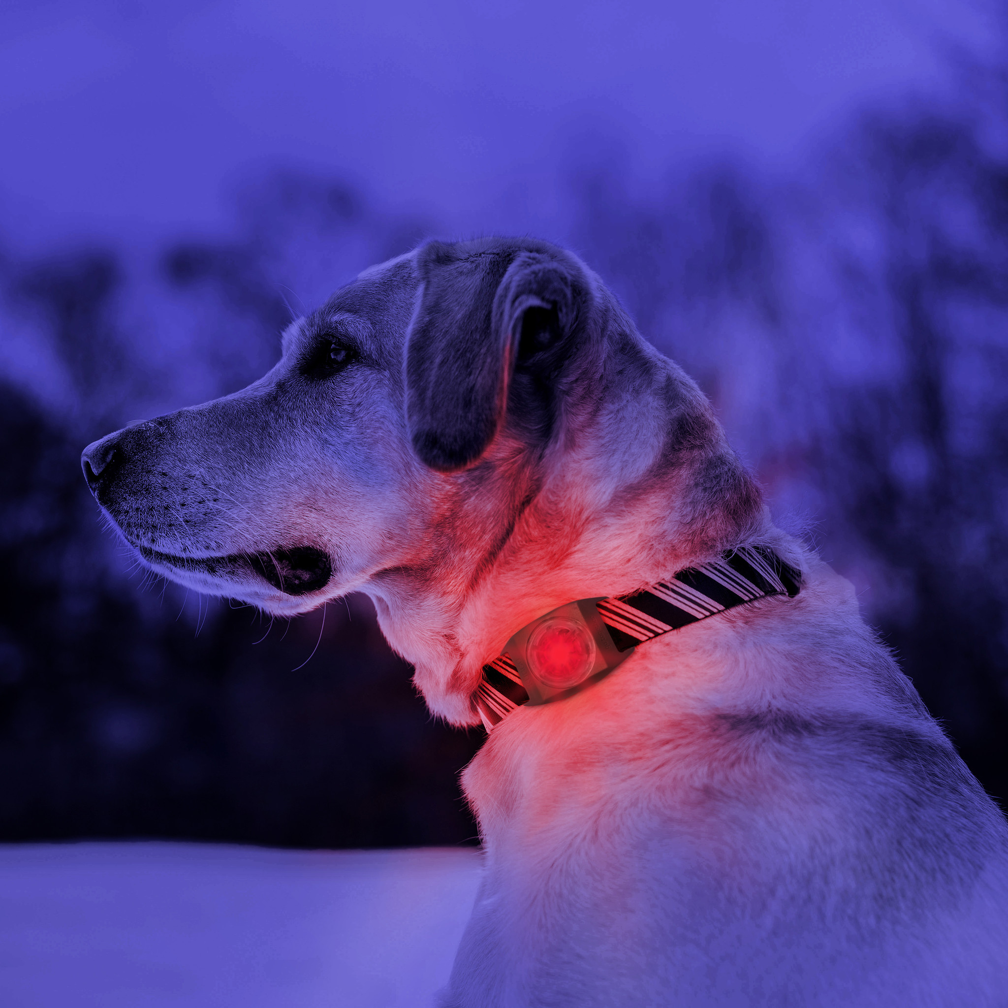 Kurgo hondenlamp Kurgo RSG Molle Dog LED Light – Rood