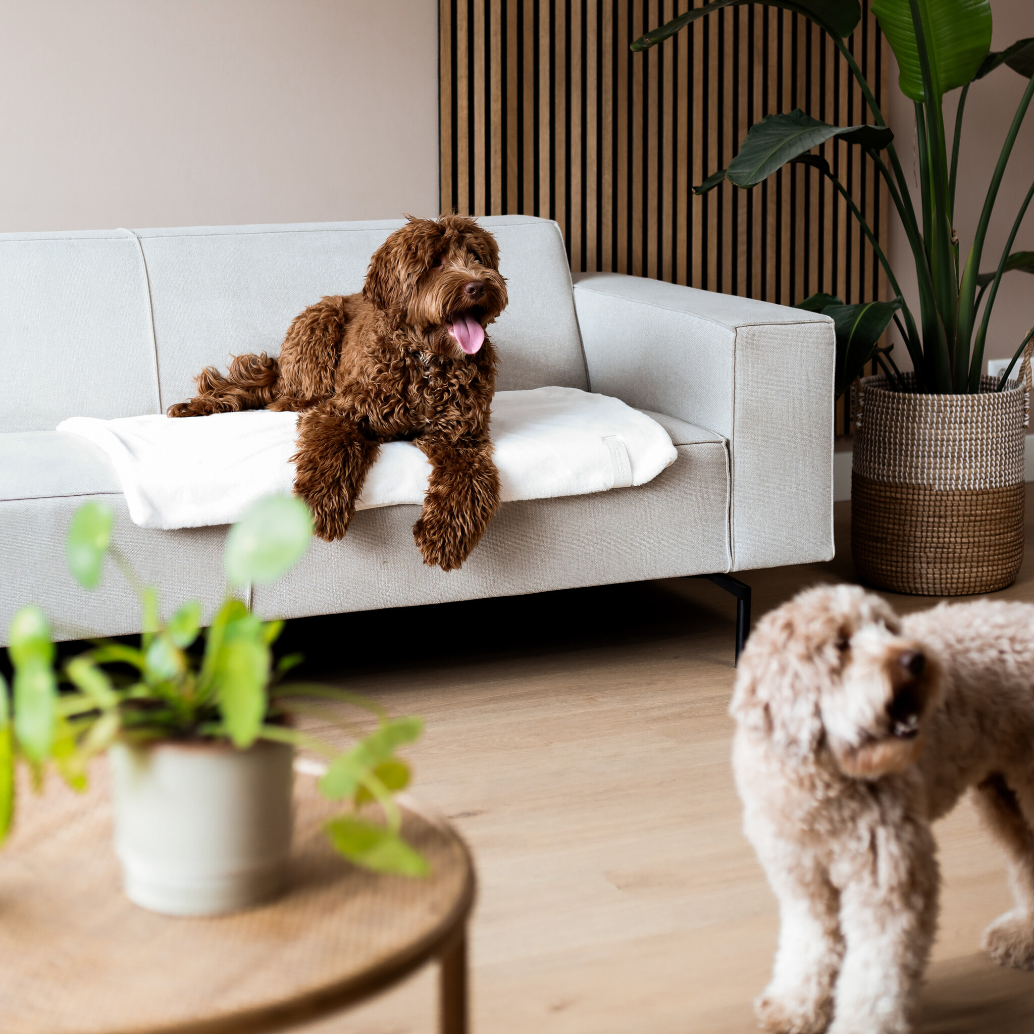 District 70 hondendeken NUZZLE 100×70 cm – Merengue