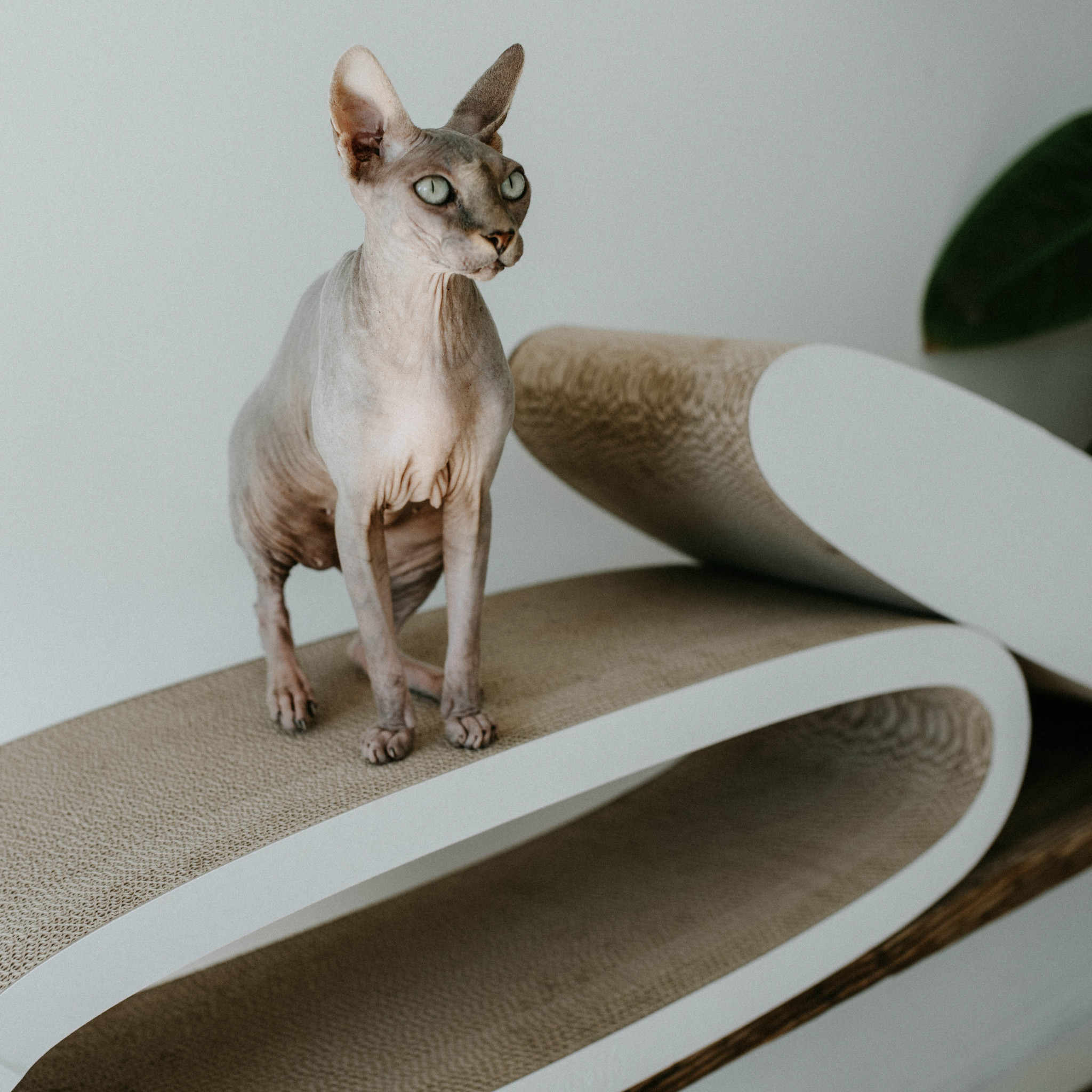 District 70 Krabmeubel OVAL OFFICE – Dubbel karton voor je kat