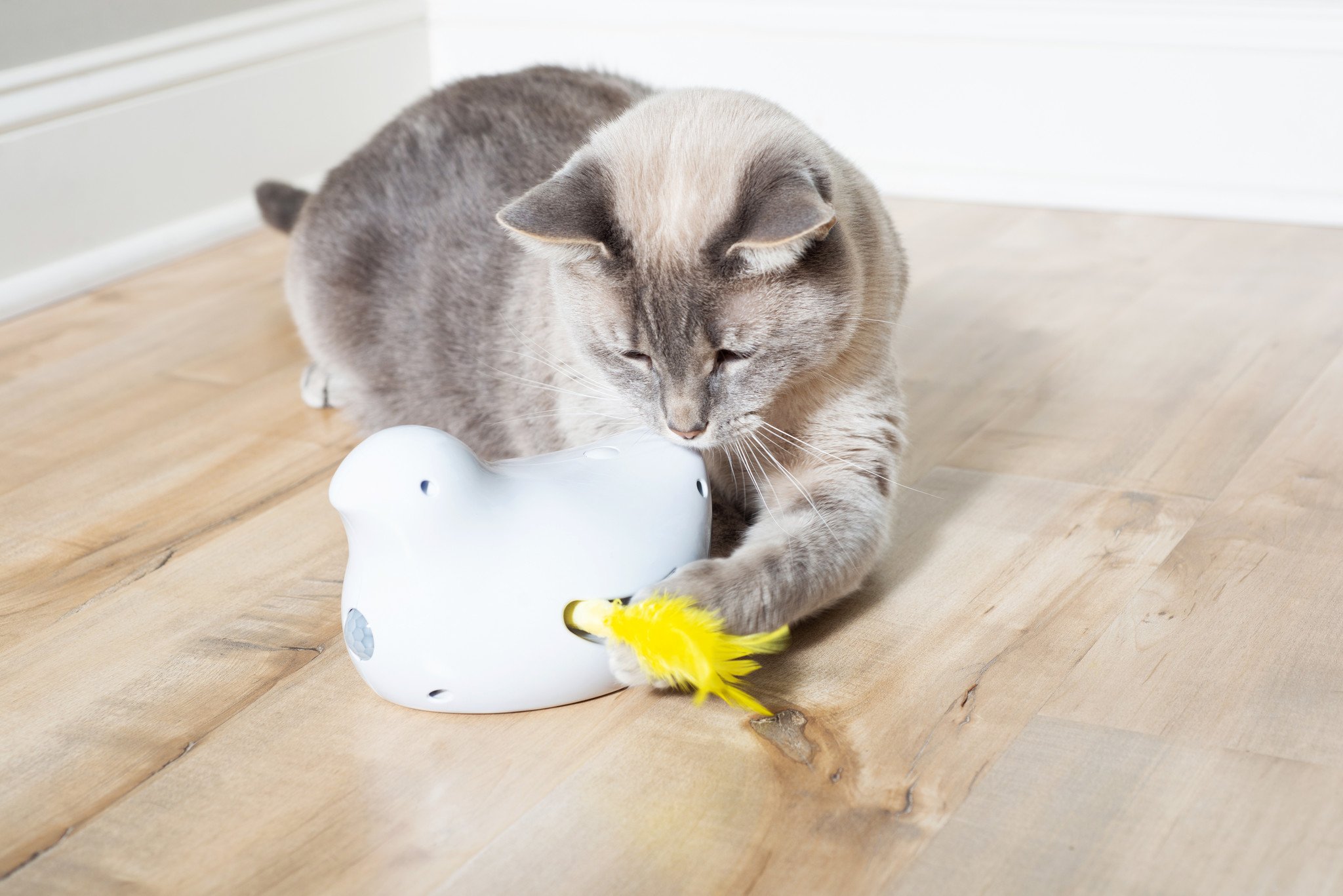 PetSafe Elektronisch Kattenspeeltje Peek-a-Bird – Bewegingssensor, Veertjes
