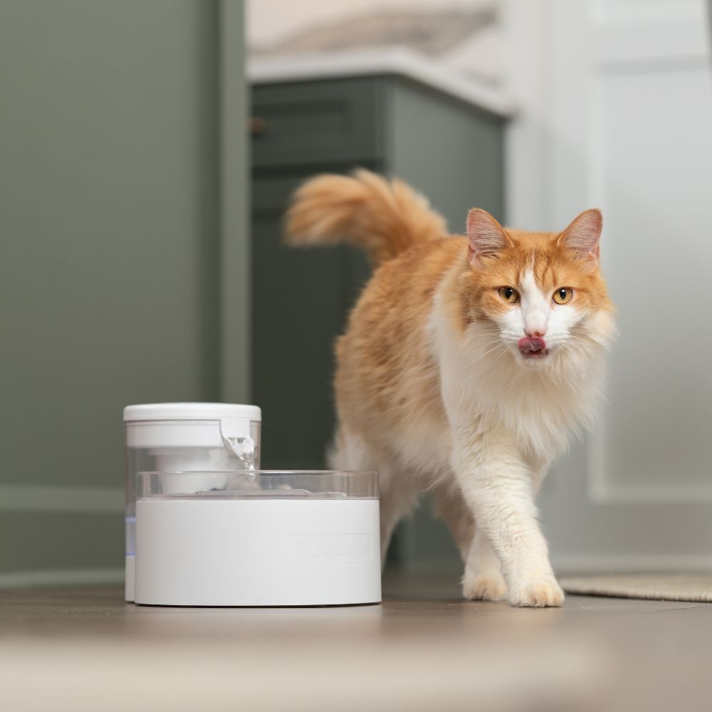PetSafe huisdierenfontein Outlast™ 1,7 L – pompvrij