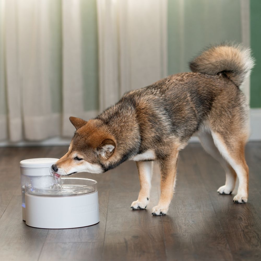 PetSafe huisdierenfontein Outlast™ 1,7 L – pompvrij