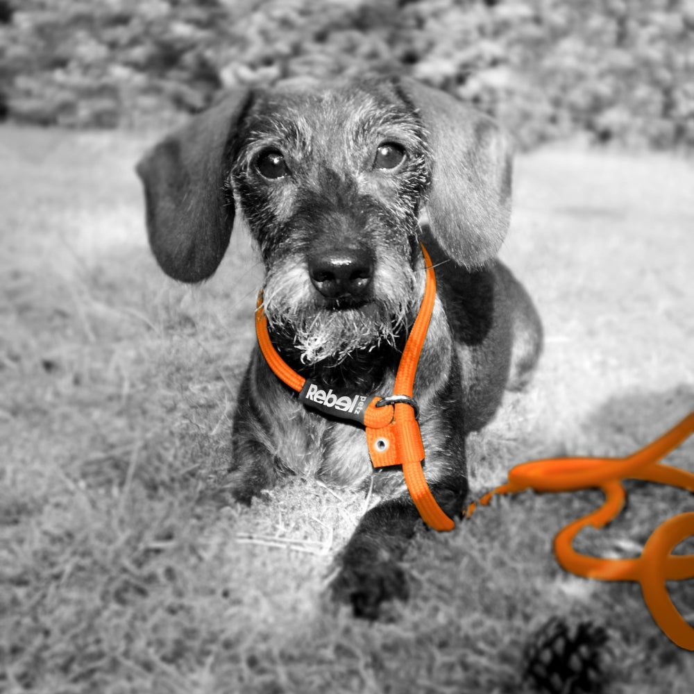 Rebel Petz Training Leash trainingslijn