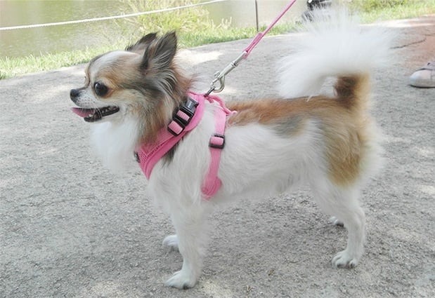 Puppia Harnas Ritefit Large 32-40 cm – Zwart