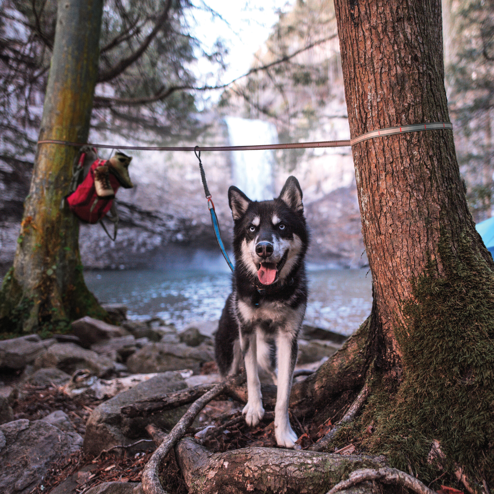 Kurgo honden tie-out zip line Ridgeline 35×1,5 m – veilig en vrij
