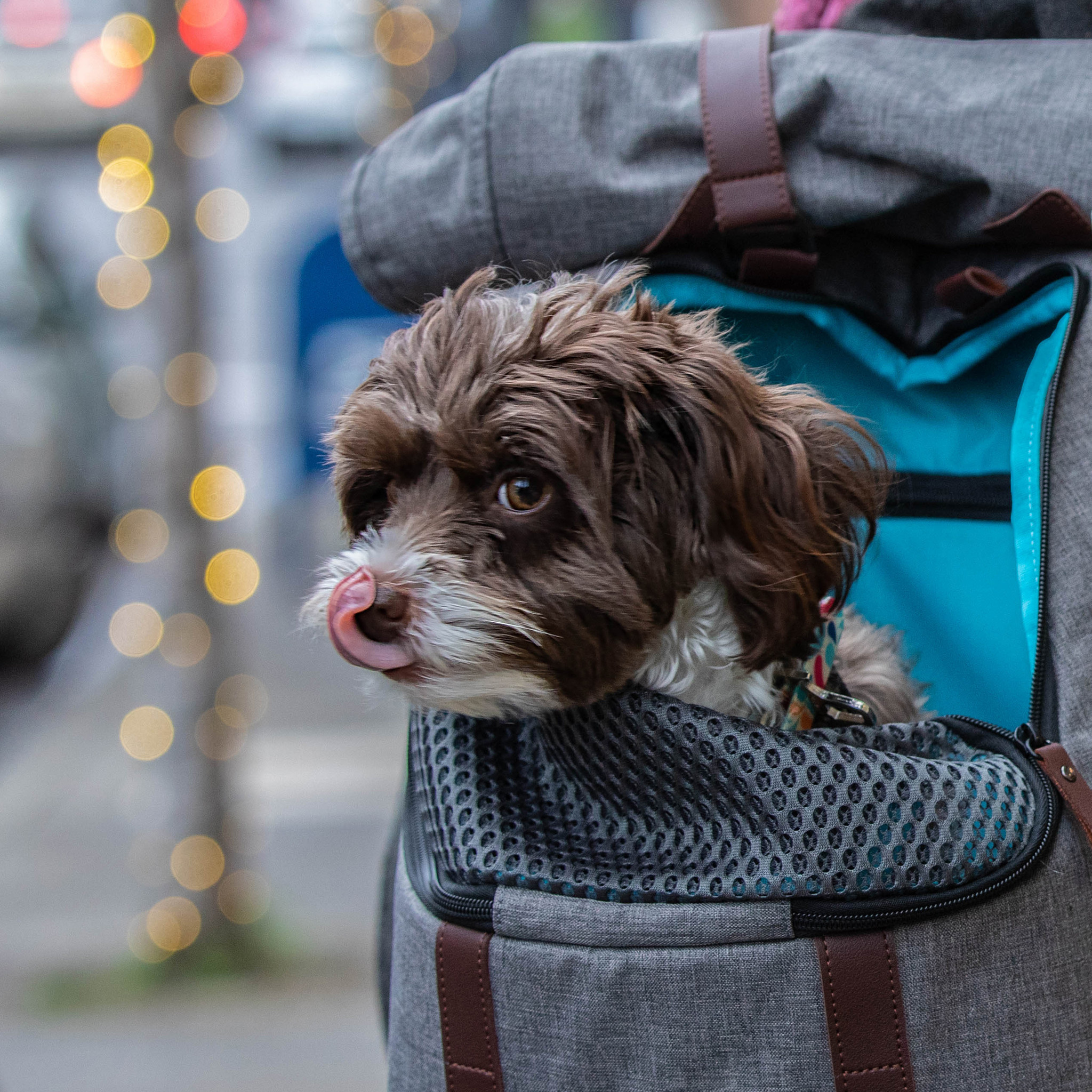 Kurgo hondenrugzak K9 Rucksack – Reisstijl voor jouw hond