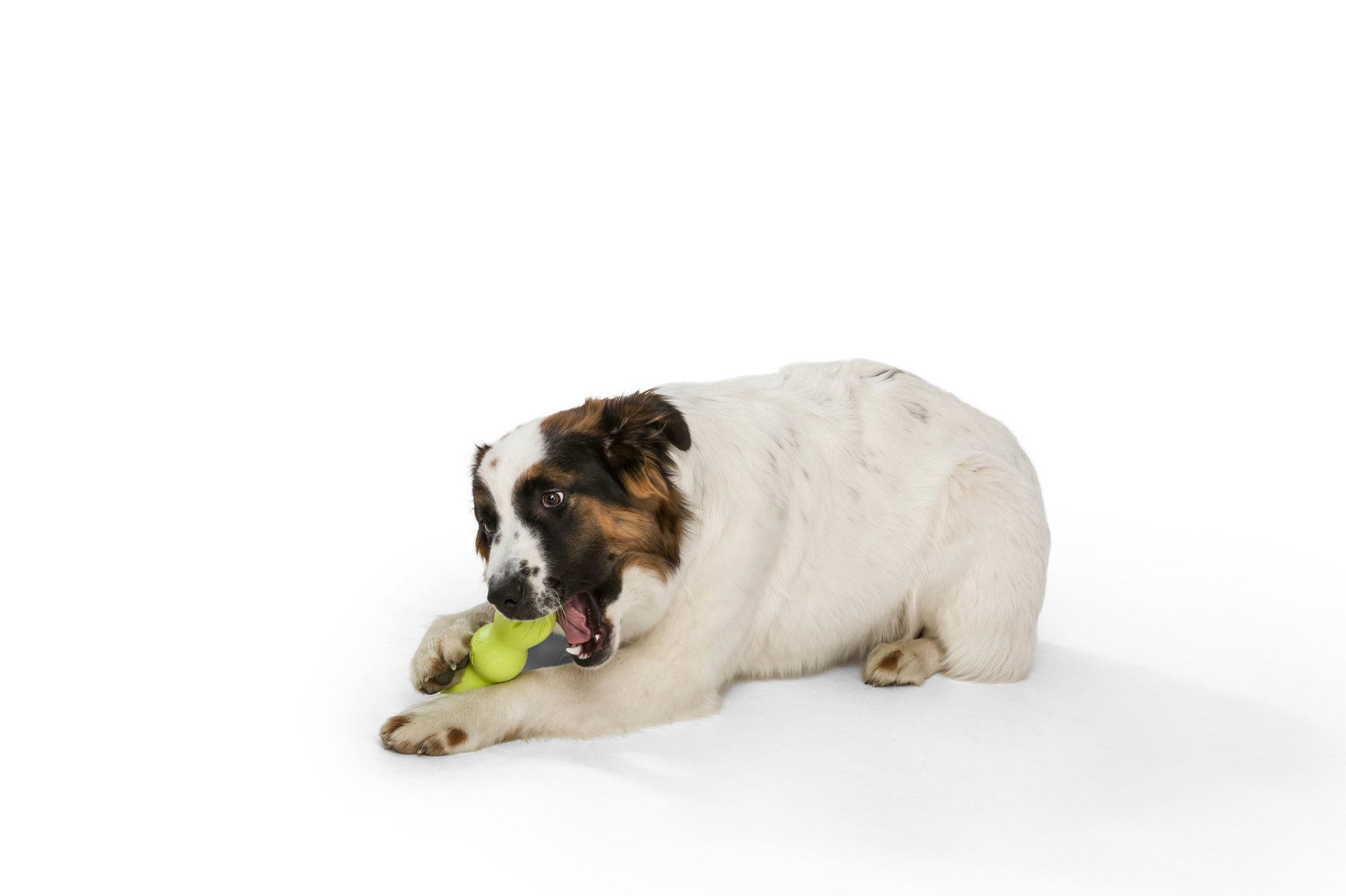 Zogoflex Rumpus - Granny Smith Grün / Medium - 16 cm