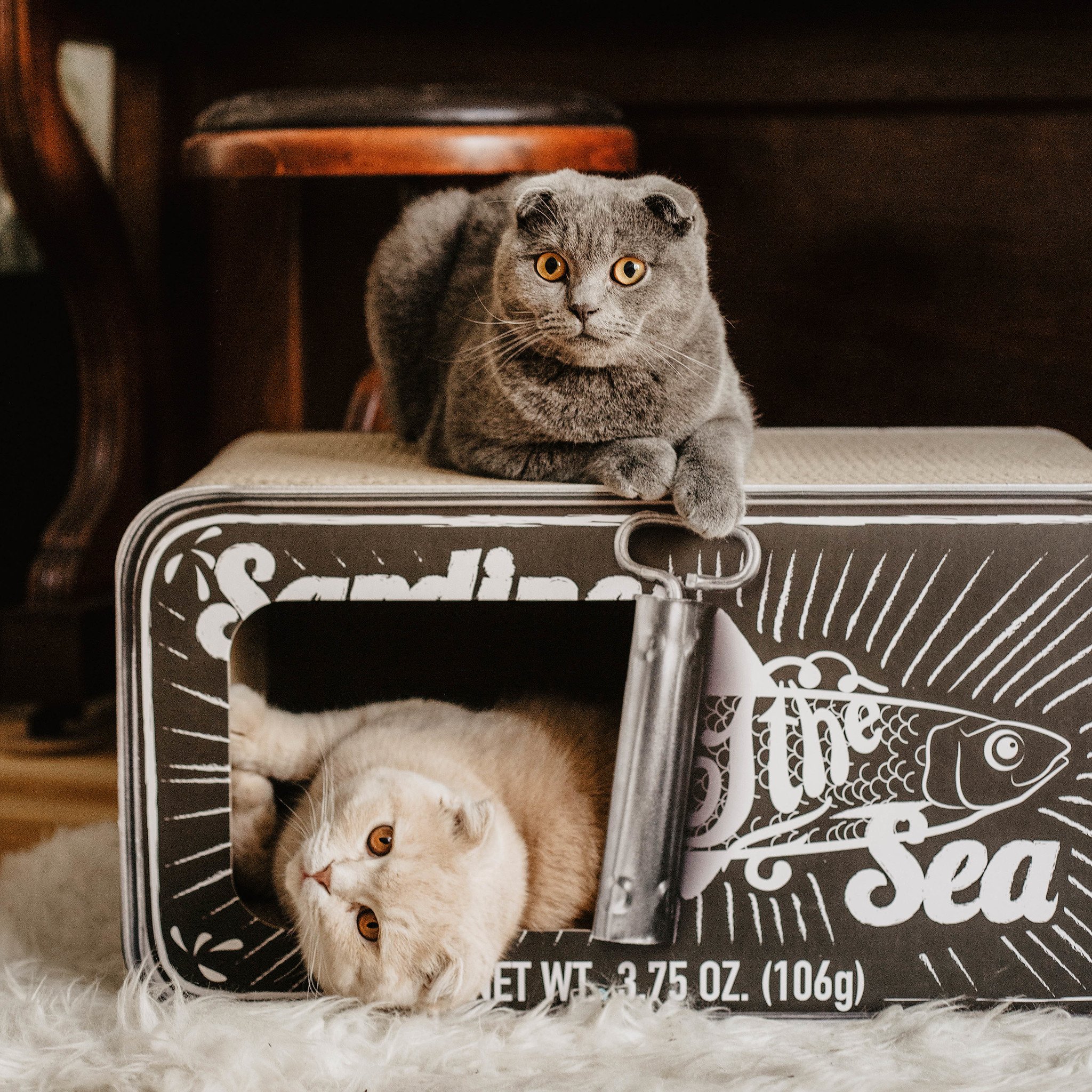 District 70 Krabmeubel SARDINE 60×30×30 cm – Zwart