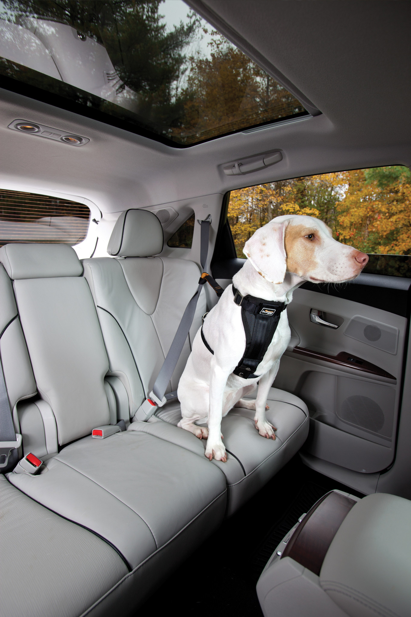 Kurgo hondenveiligheidsharnas Dog Seatbelt Loop – Veilig met hond in auto