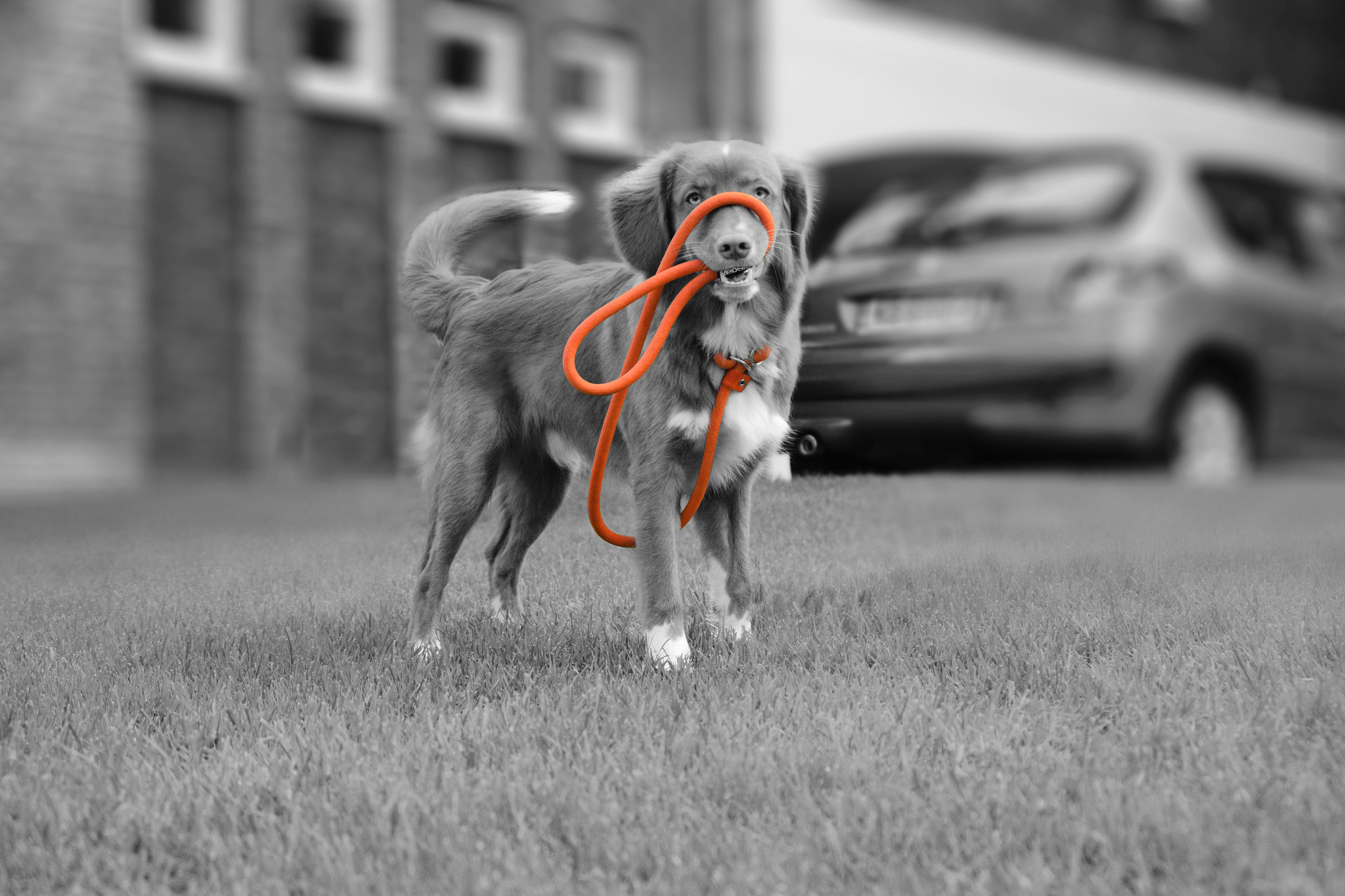 Trainingsleine - Orange / Large - 12 mm x 140 cm