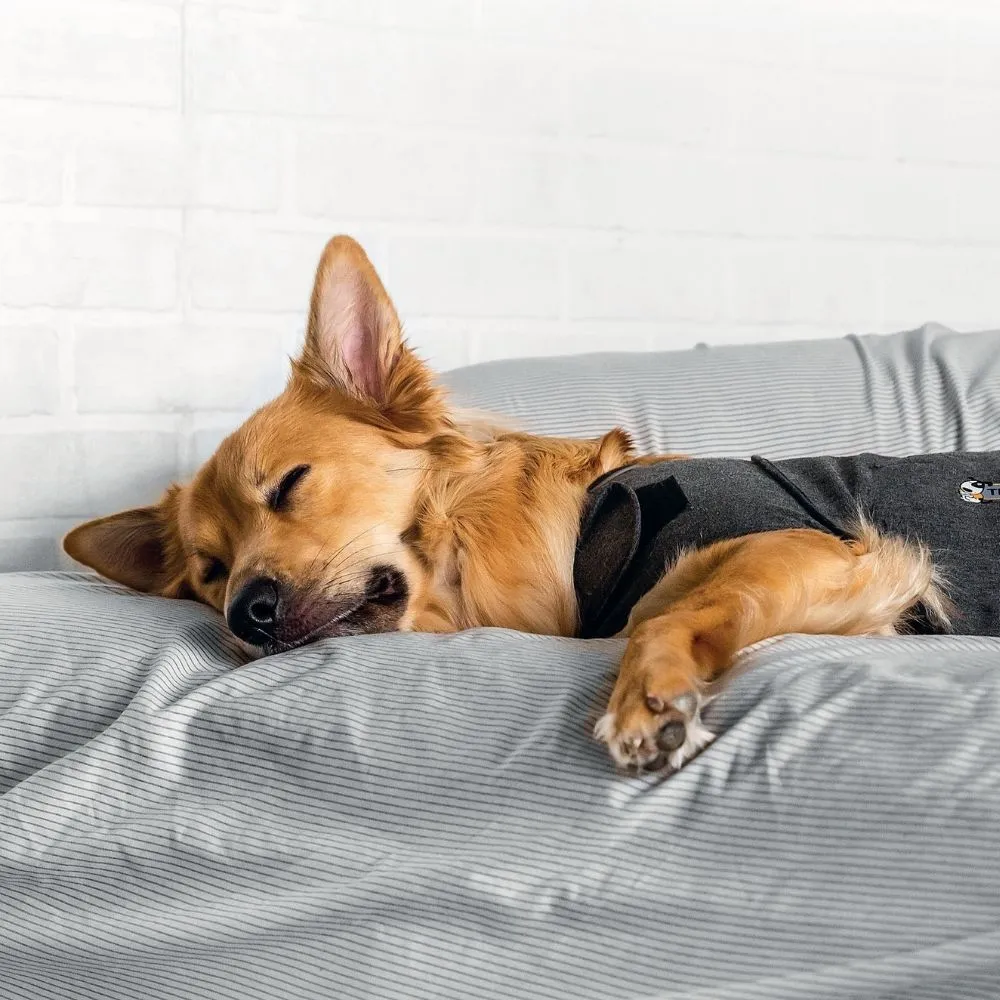 ThunderShirt hondenjas Small 6-11 kg – Ontspannende druk