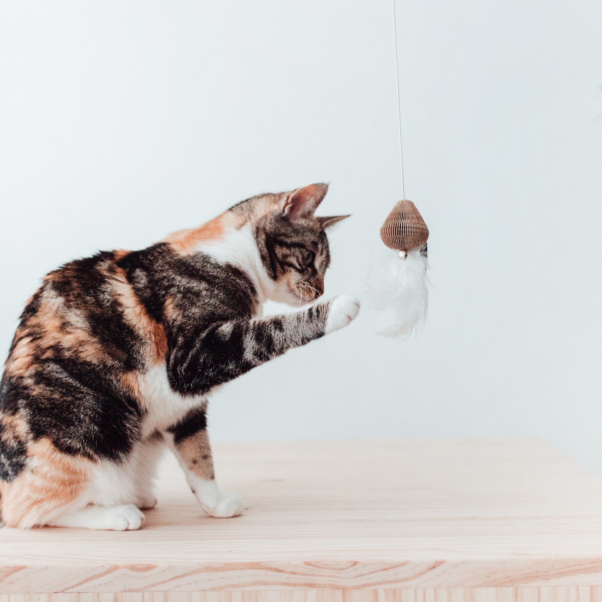 District 70 Kattenhengel SMASH Zwart – Kartonnen 40×55 cm