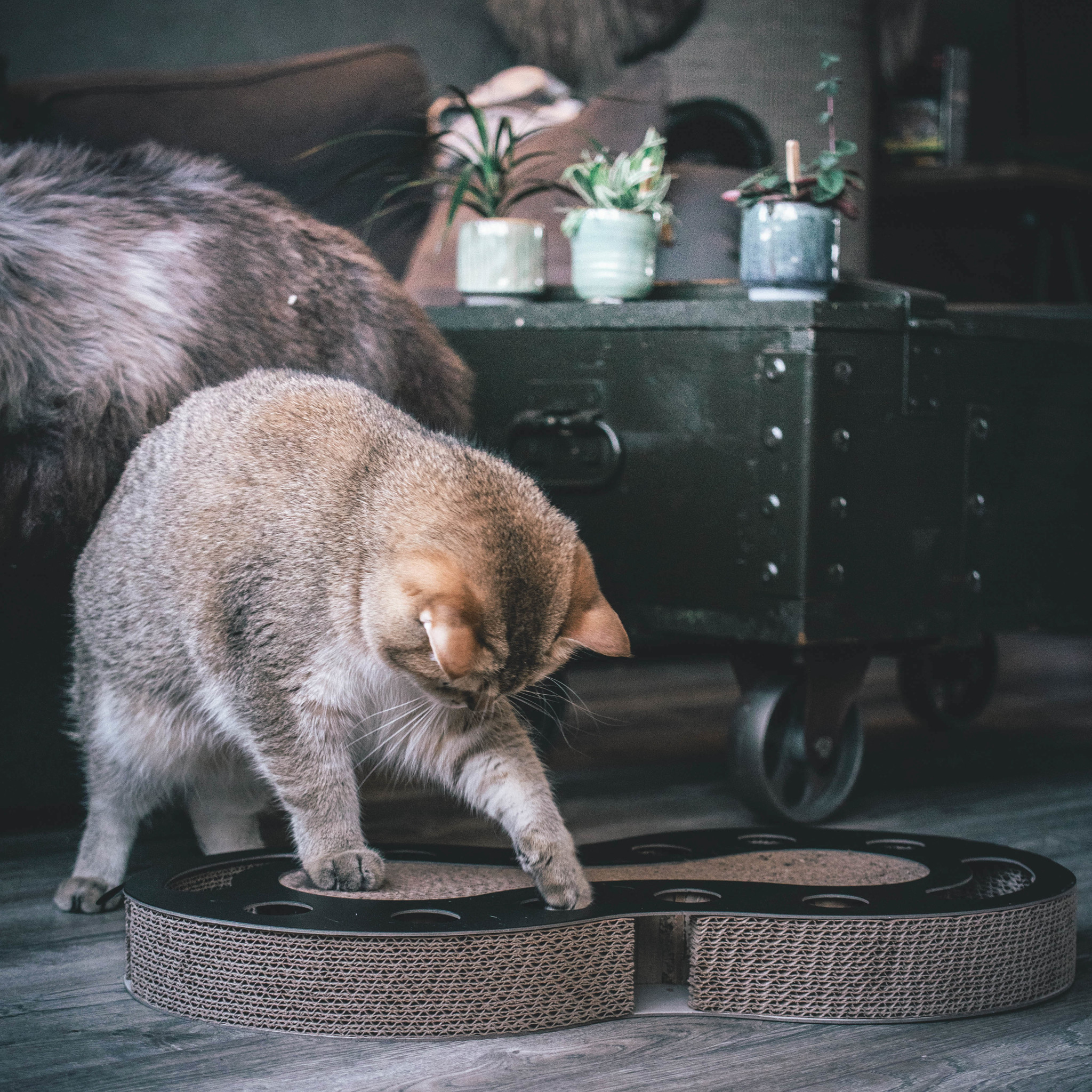 District 70 Krabspeelgoed SNAKE Zwart – Kattenvermaak