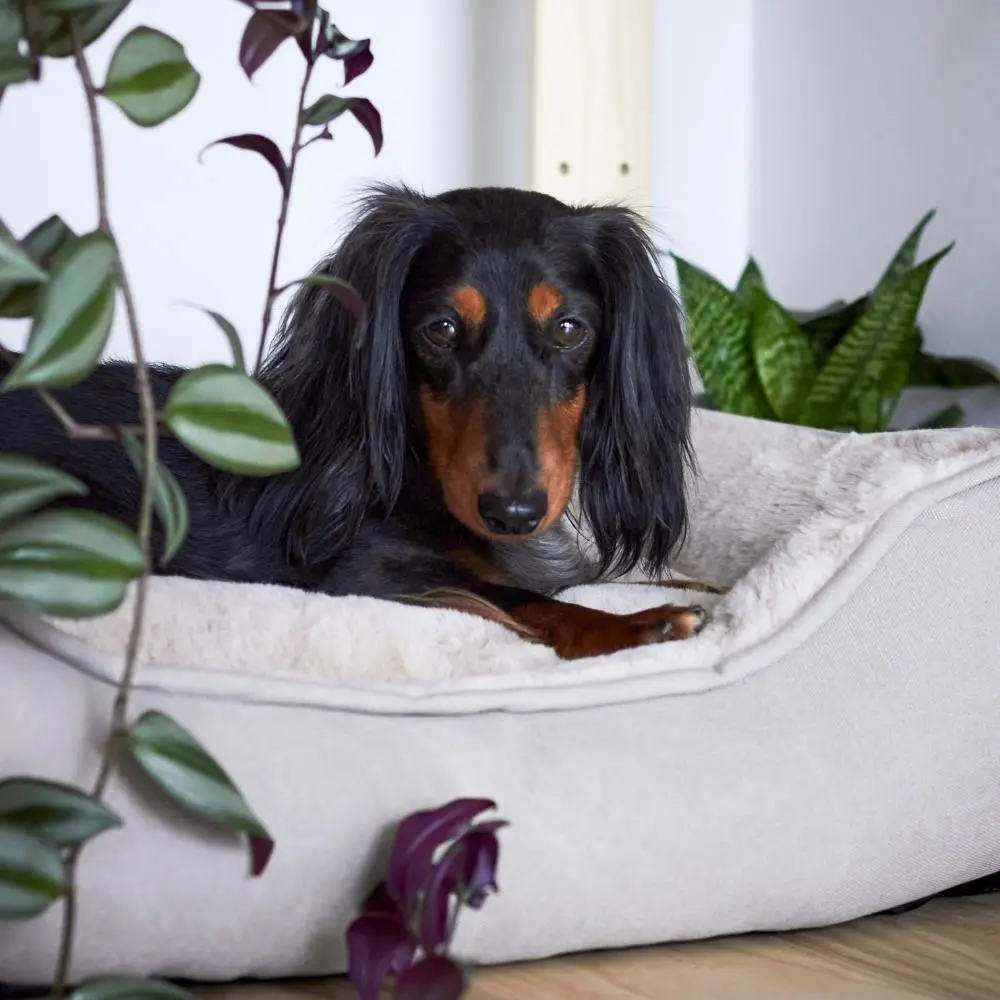 District 70 Hundebett SNUG Box Bed 60×50 cm - Sand