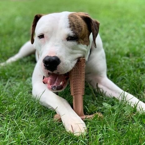 Spot Kauwspeeltje Bam-Bones Plus Rundvlees 18,3×14,5 cm – Large