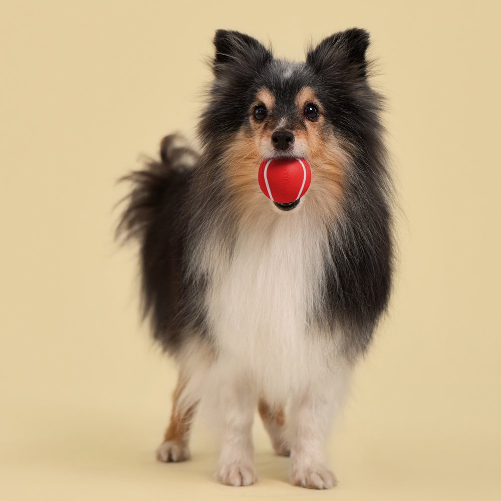 Playology Squeaky Chew Ball hondenbal met pieper
