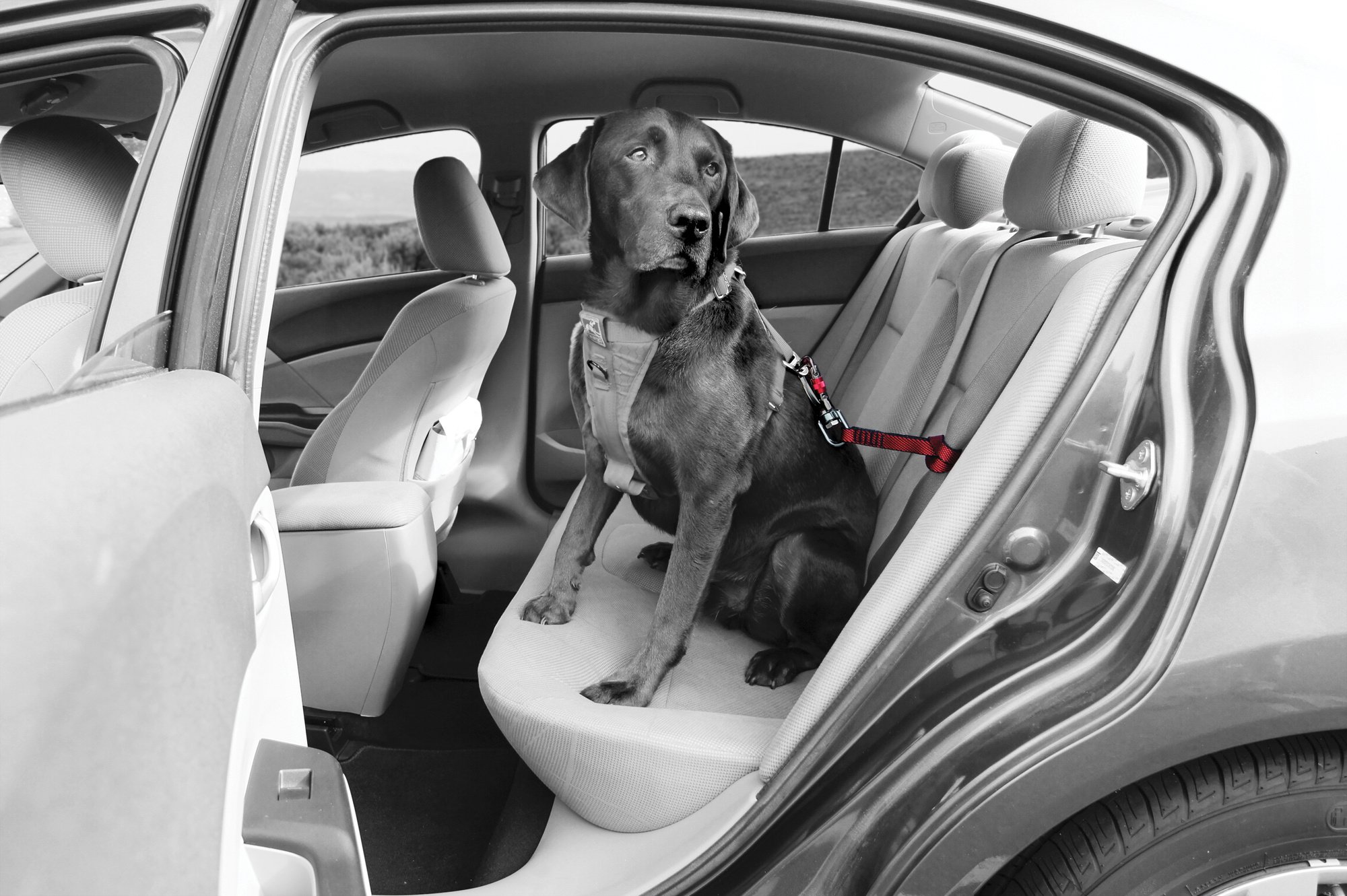 Kurgo hondenautogordel Swivel Tether – sterk voor grote honden