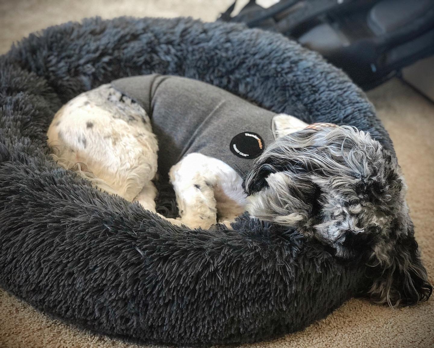 ThunderShirt hondenjas Small 6-11 kg – Ontspannende druk