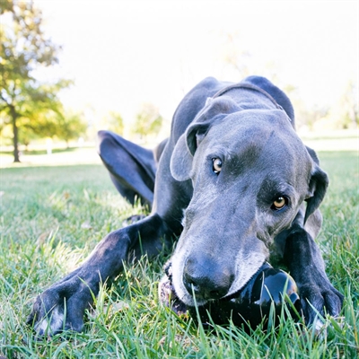 KONG hondenspeeltje KONG Extreme Zwart XXL 15,2×9,8 cm – Sterk Rubber