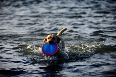 CHUCKIT Hondenfrisbee Paraflight | Hoogvliegend & drijvend - 25 cm (Large)