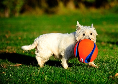 CHUCKIT Hondenbal Kick Fetch | Zeer stevig & duurzaam, drijft op water, makkelijk oppakbaar - 12,5 cm