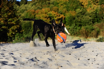 CHUCKIT Hondenbal Kick Fetch | Zeer stevig & duurzaam, drijft op water, makkelijk oppakbaar - 12,5 cm