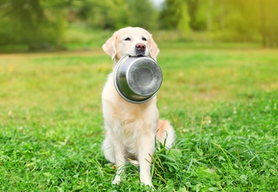 HAPPY PET voerbak RVS 11 cm – hygiënisch en vaatwasserbestendig