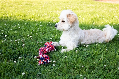 HAPPY PET Twist-Tee 3 Knoop Tugger | Flostouw van gerecycled T-shirt - Zonder touw, reinigt tanden - Medium (33 cm)