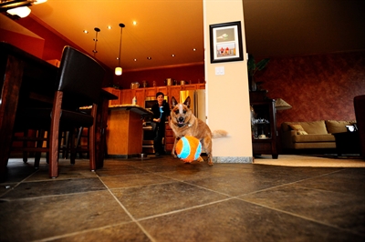 CHUCKIT Indoorbal Indoor Ball - Geruisloos, chenille buitenkant & hoog stuiterend - 11,5 cm