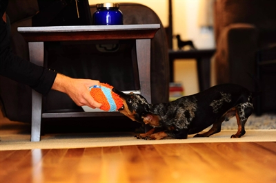 CHUCKIT Indoorbal Indoor Ball - Geruisloos, chenille buitenkant & hoog stuiterend - 11,5 cm