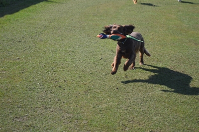 HAPPY PET honden speeltje Gaudy Game Fazant 52×9×9 cm – paars/oranje/groen/blauw/roze